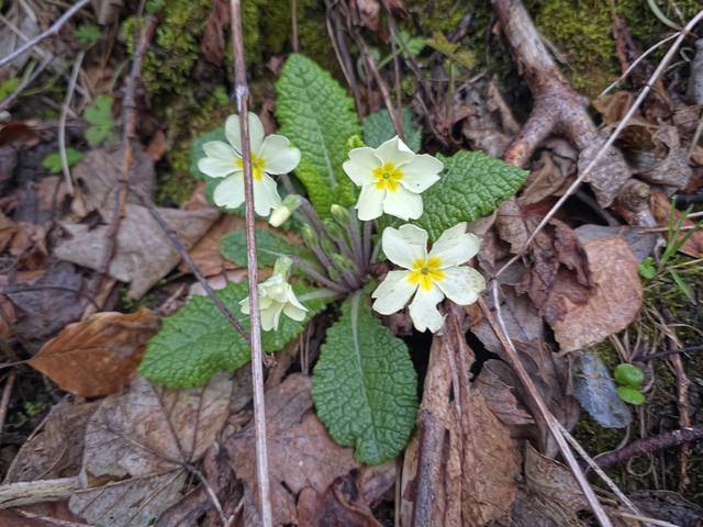 Kodrivere i blomst mellem visne blade på skovbunden